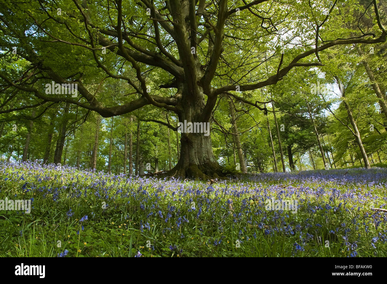 Bluebells e alberi da bosco a Lowther Park, nell'Eden Valley, Cumbria, England, Regno Unito Foto Stock