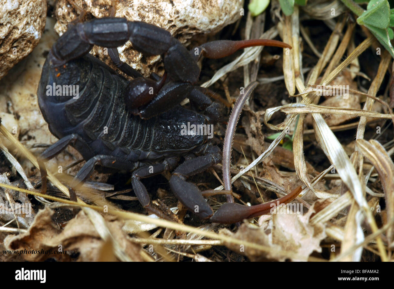 Fattail scorpion o fat-tailed scorpion (Androctonus crassicauda) Foto Stock