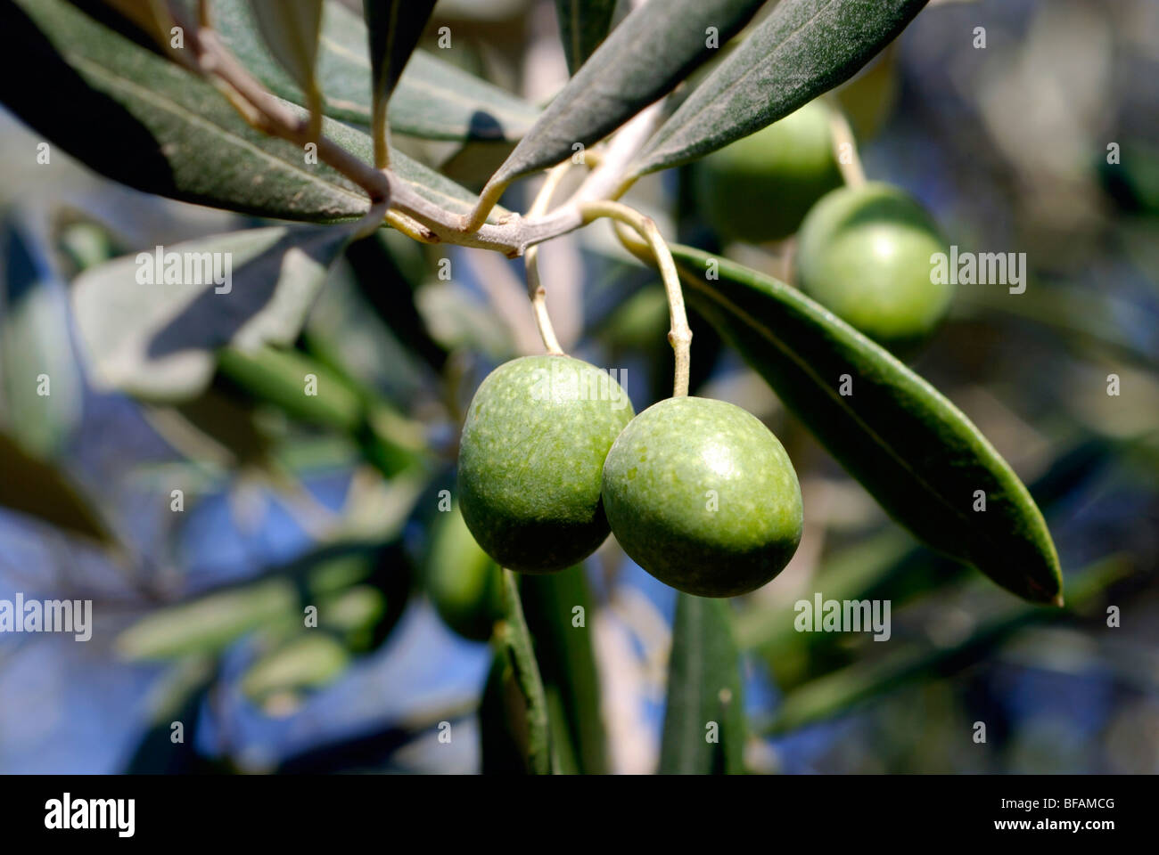 Israele Negev, close up di olive, rami e le foglie di un albero di olivo Foto Stock