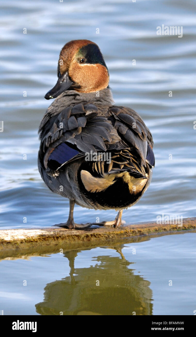 Teal con ali verdi (Anas crecca) drake che si prepara su un tronco galleggiante, che mostra un piumaggio vivido, una striscia verde sulla testa e riflessi a specchio sull'acqua calma. Foto Stock