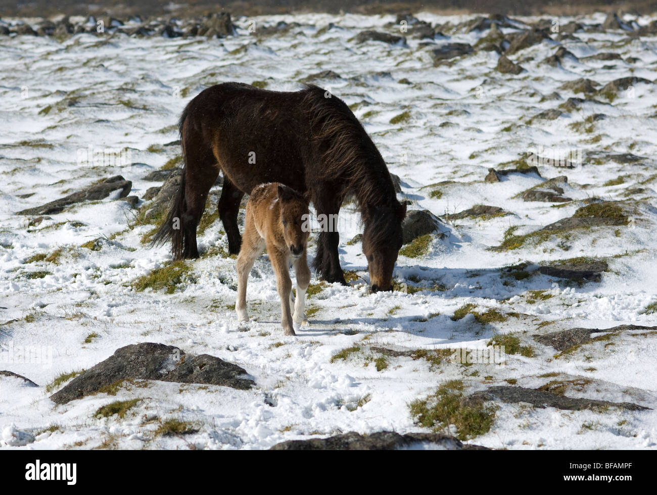 Il nuovo nato il puledro e mare in luce neve su Dartmoor Devon UK Foto Stock