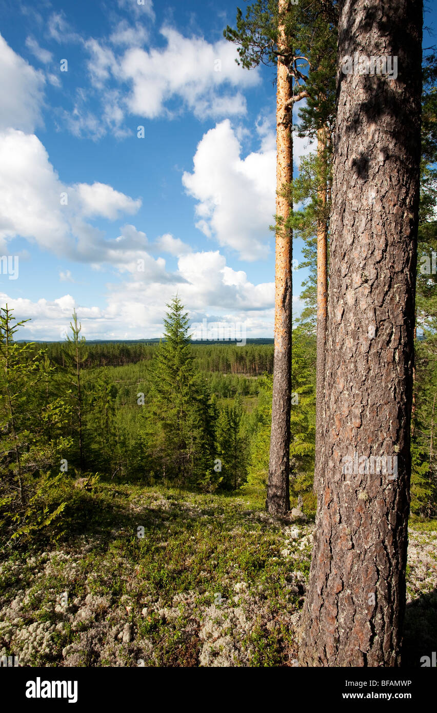 Pino (pinus sylvestris) - Legni rossi , Finlandia Foto Stock
