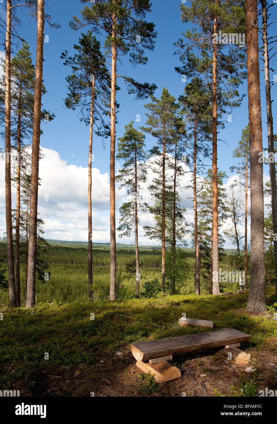 Seggio di tronchi in un percorso escursionistico nella foresta finlandese di pino ( pinus sylvestris ) , Finlandia Foto Stock