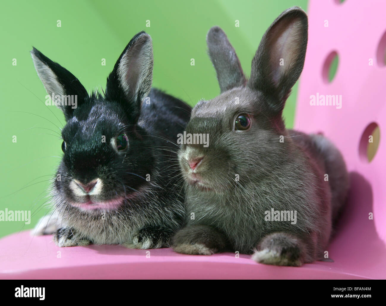 Due piccoli conigli di bambino un fratello e una sorella Foto Stock