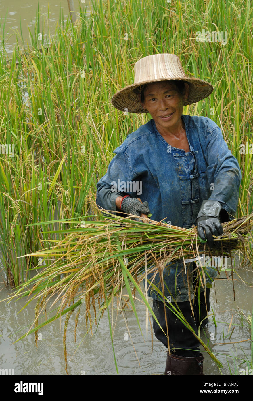 Chiang Mai il raccolto del riso risaie risaie Thailandia Asia agricoltore femmina Foto Stock