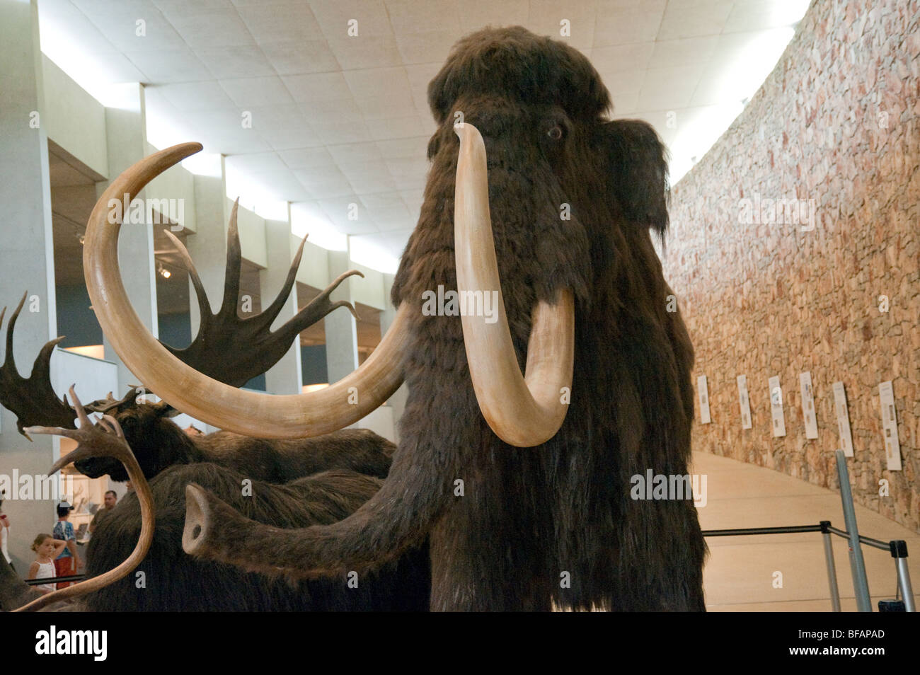 Farcite mammut lanosi nel Musée de Préhistoire des Gorges du Verdon a Quinson, Francia Foto Stock