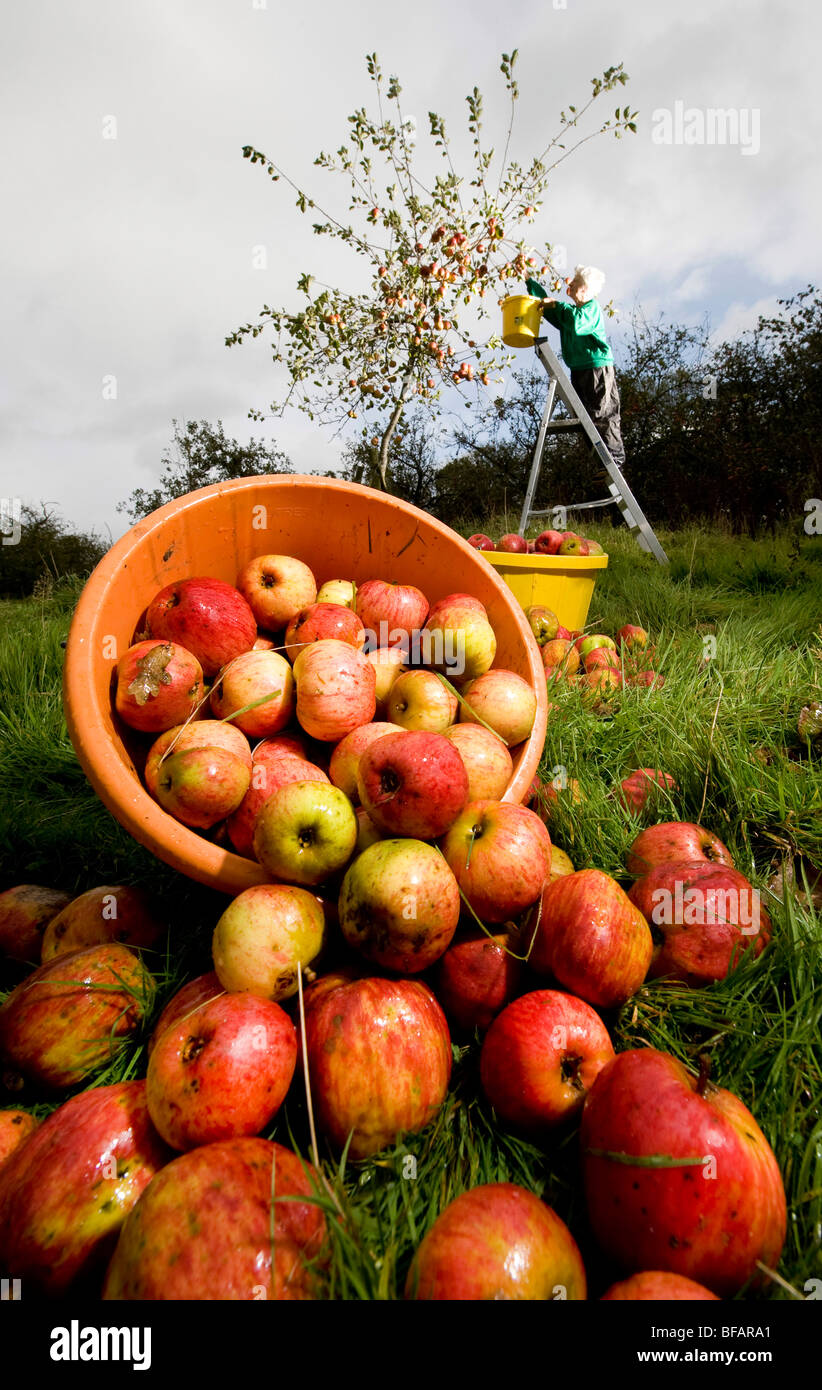 Raccoglitori di raccogliere le ultime della raccolta delle mele in un sidro tradizionali orchard in Devon Foto Stock