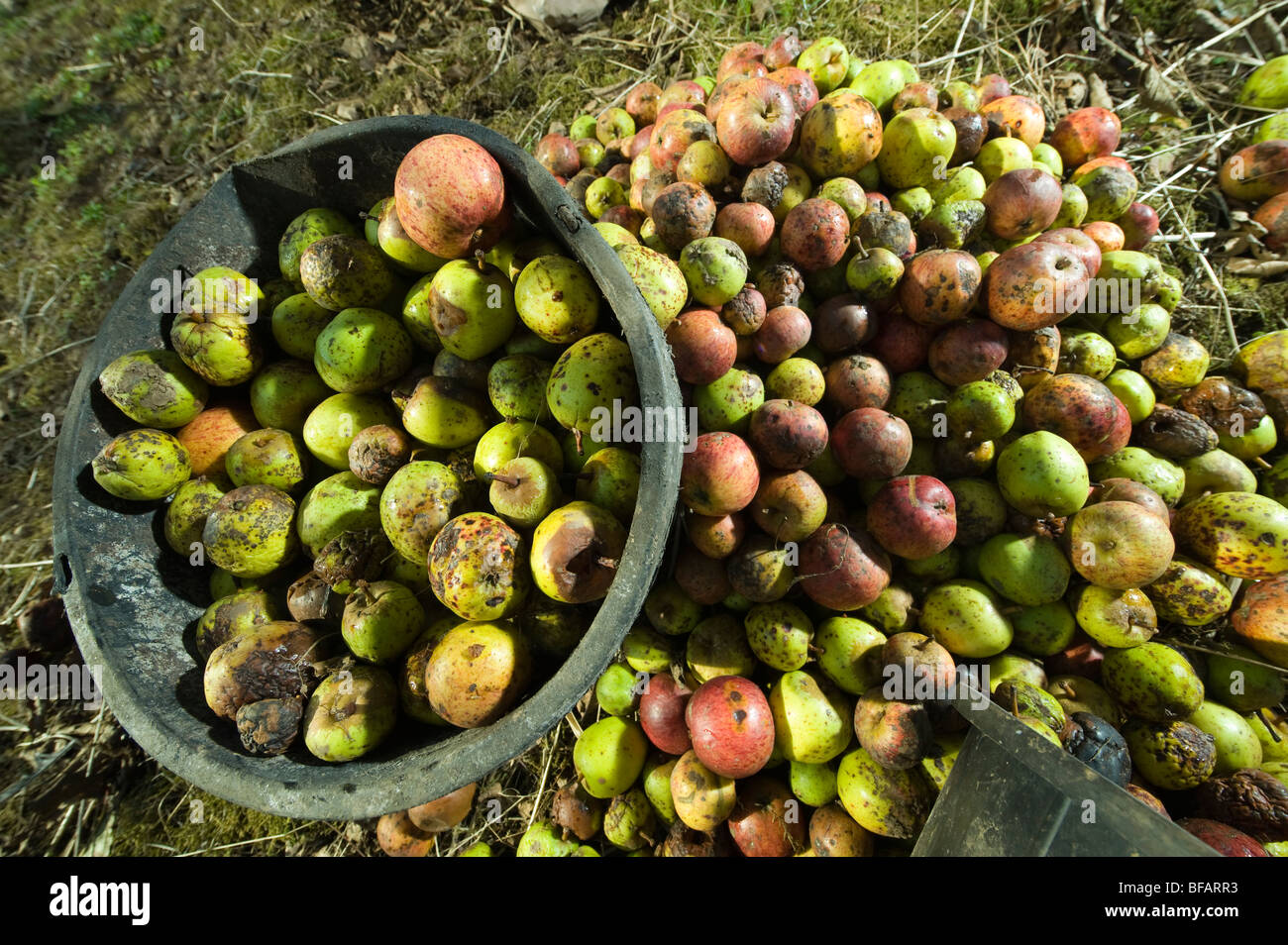 Il sidro di mele raccolte pronto per rispondere a un tradizionale sidro orchard in Devon Foto Stock