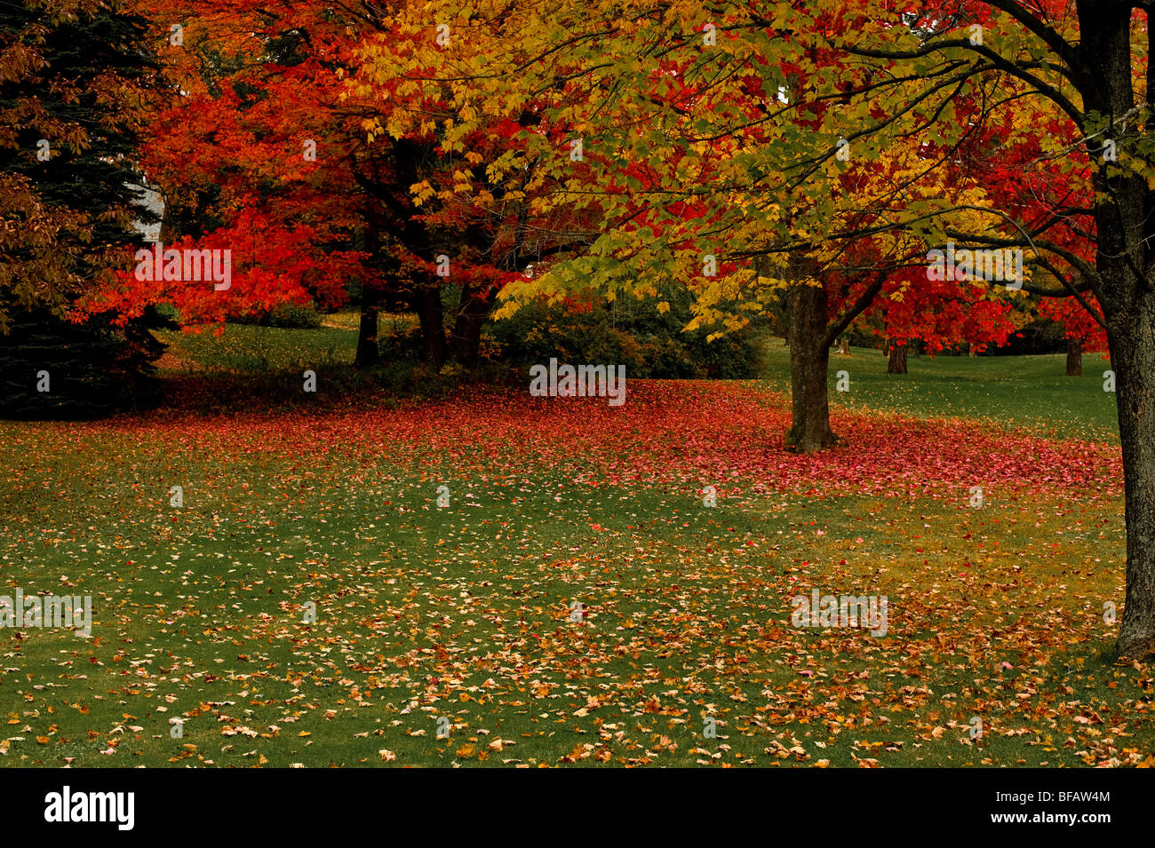 Cadono le foglie di acero sull'erba Foto Stock