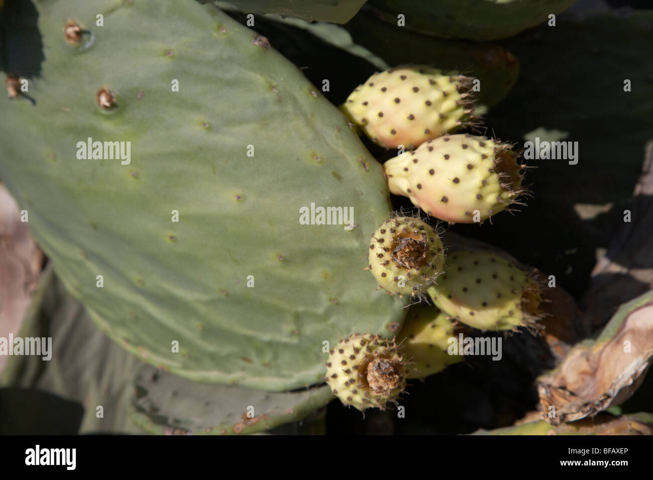 L' opuntia cactus foglia con la maturazione delle pere Cipro europa Foto Stock