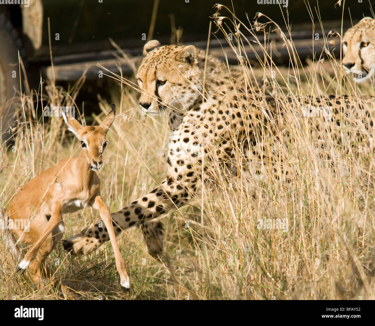 Cheetah inseguono giovani Impala - Masai Mara riserva nazionale, Kenya Foto Stock