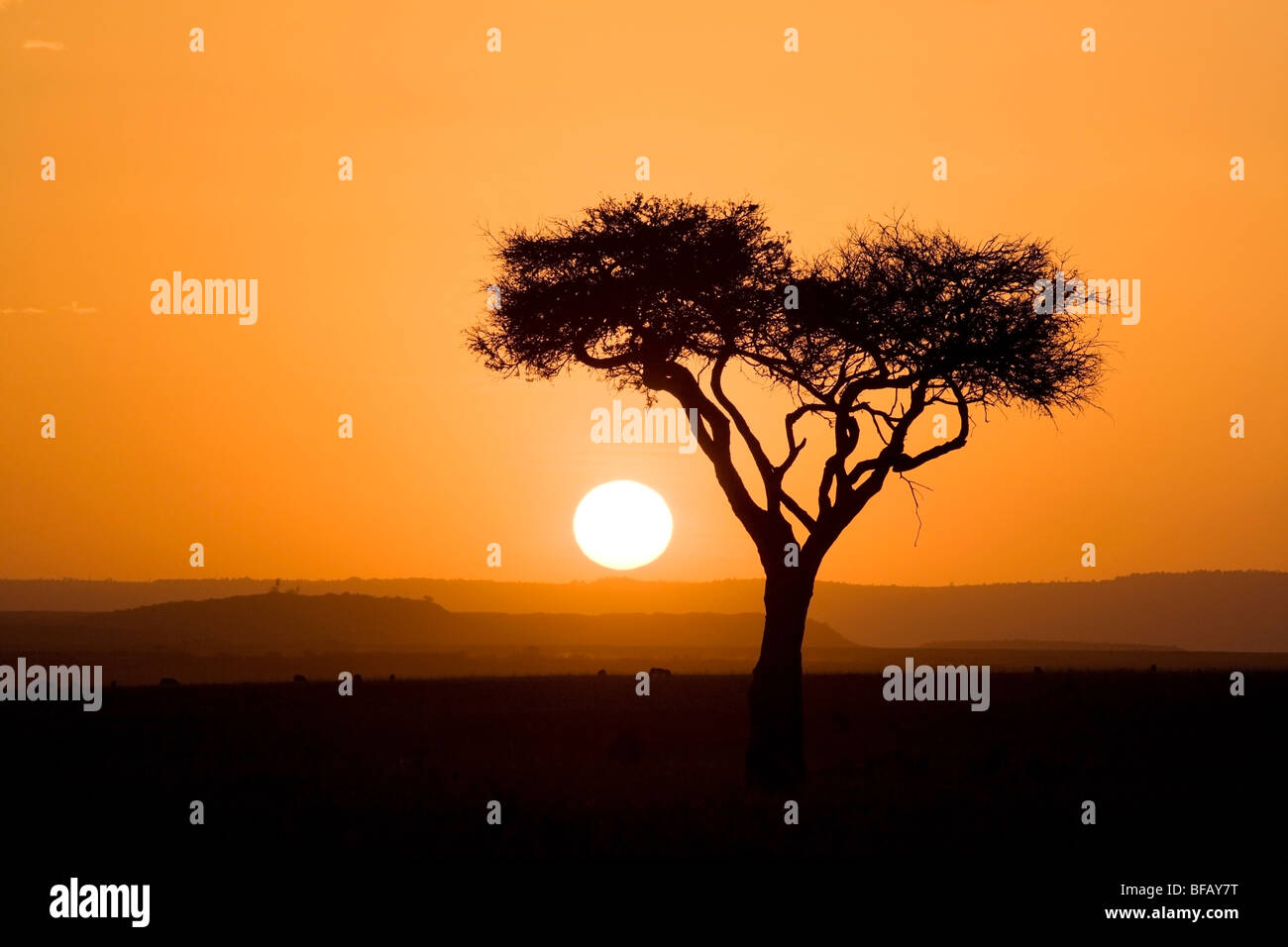 Tramonto al Mara - Masai Mara riserva nazionale, Kenya Foto Stock