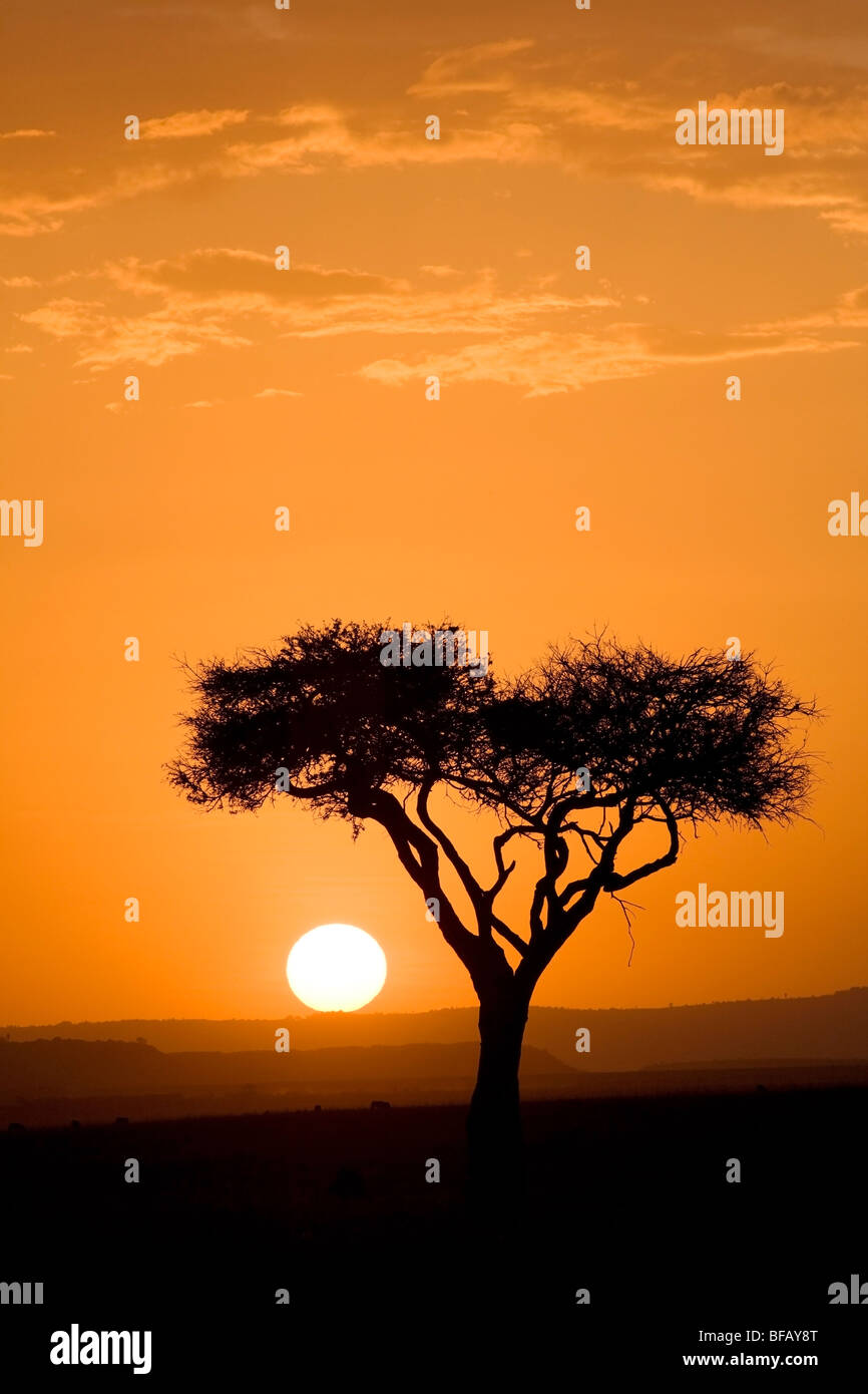 Tramonto al Mara - Masai Mara riserva nazionale, Kenya Foto Stock
