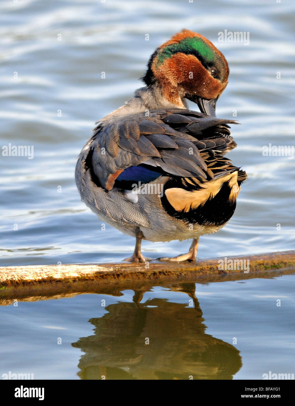 Teal con ali verdi (Anas crecca) drake si erge su un tronco in acque calme, mostrando una vivace testa di castagno, un occhio verde e un piumaggio delle ali iridescenti. Foto Stock