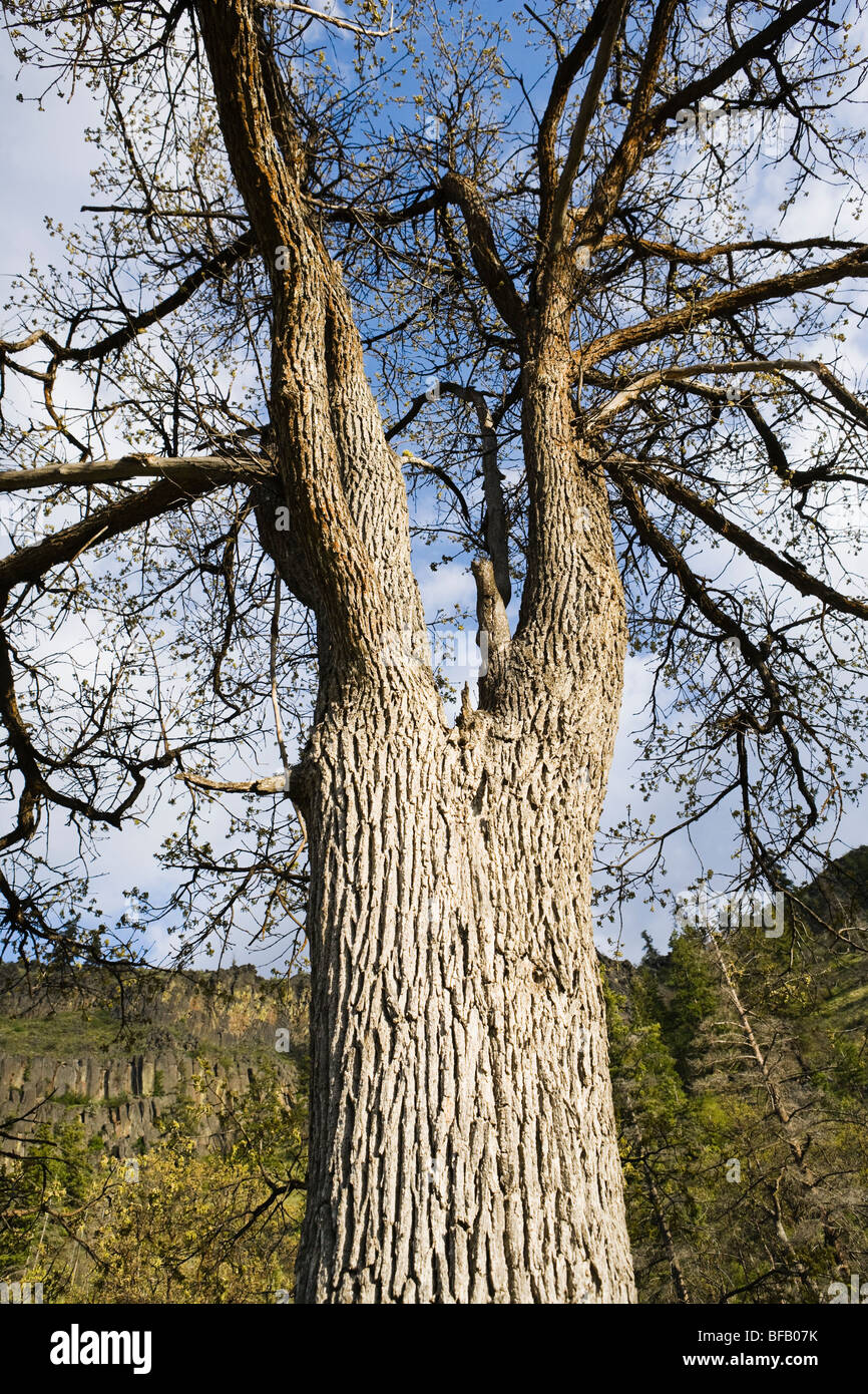 Un Oregon White Oak tree in Tieton River Canyon, Washington, Stati Uniti d'America. Foto Stock