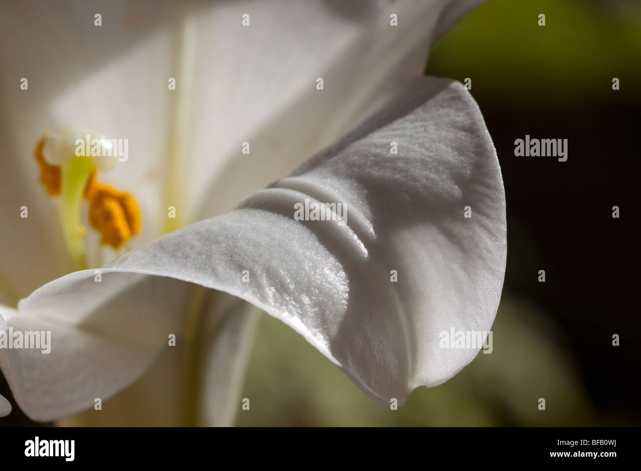 Macro di giglio bianco che mostra petalo di texture e di dettagli Foto Stock