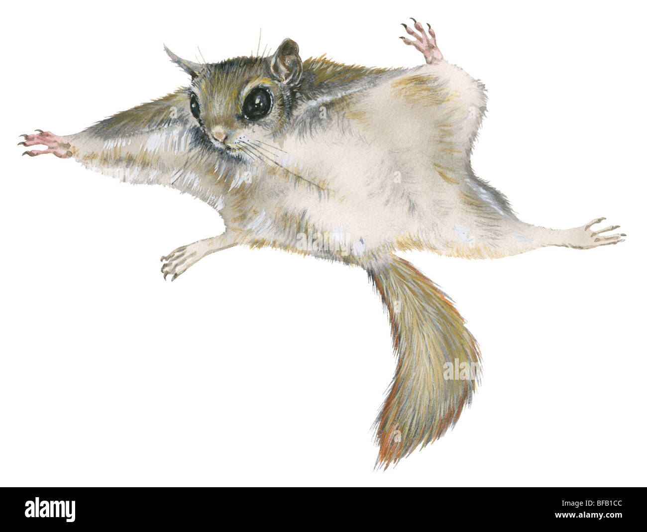 Nuovo scoiattolo volante del mondo immagini e fotografie stock ad alta  risoluzione - Alamy