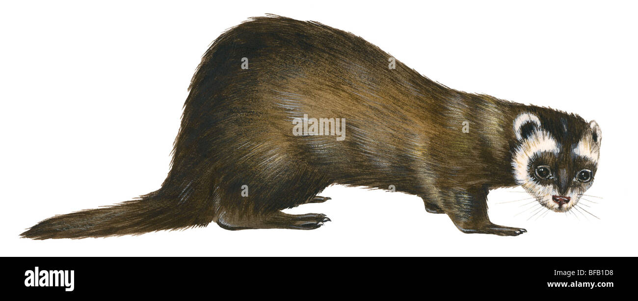 Polecat europea Foto Stock