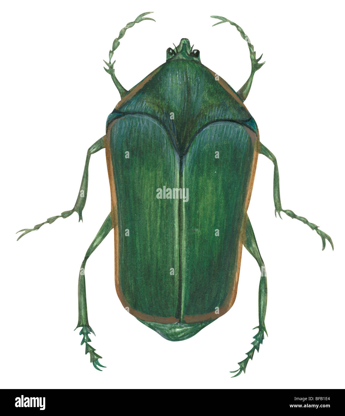 Verde scarabeo di giugno Foto Stock