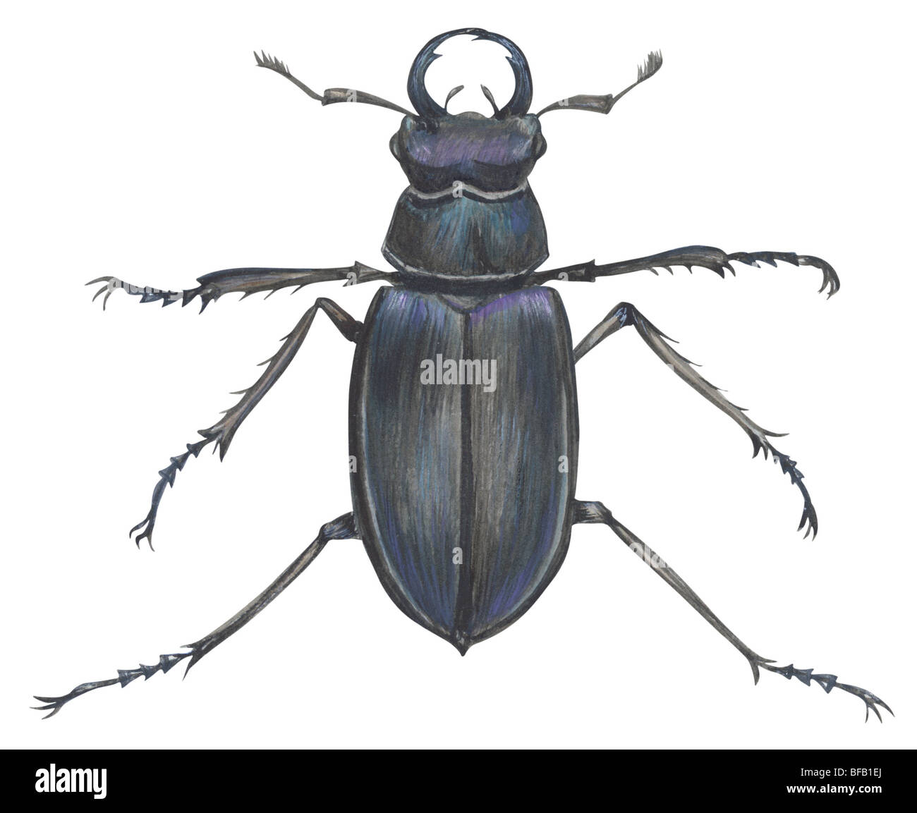 Stag beetle Foto Stock