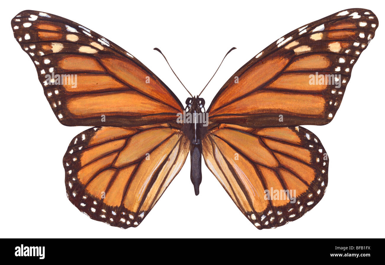 Farfalla monarca (Danaus plexippus). Foto Stock