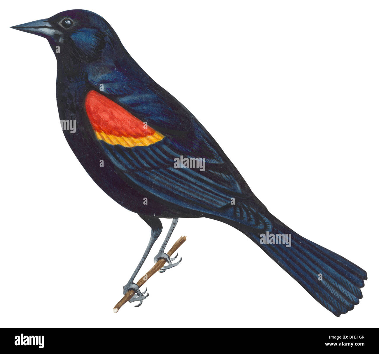 Rosso-winged blackbird Foto Stock