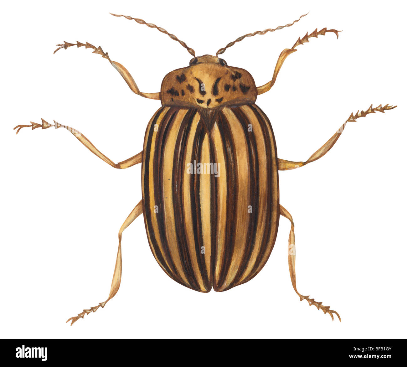 Il Colorado potato beetle Foto Stock