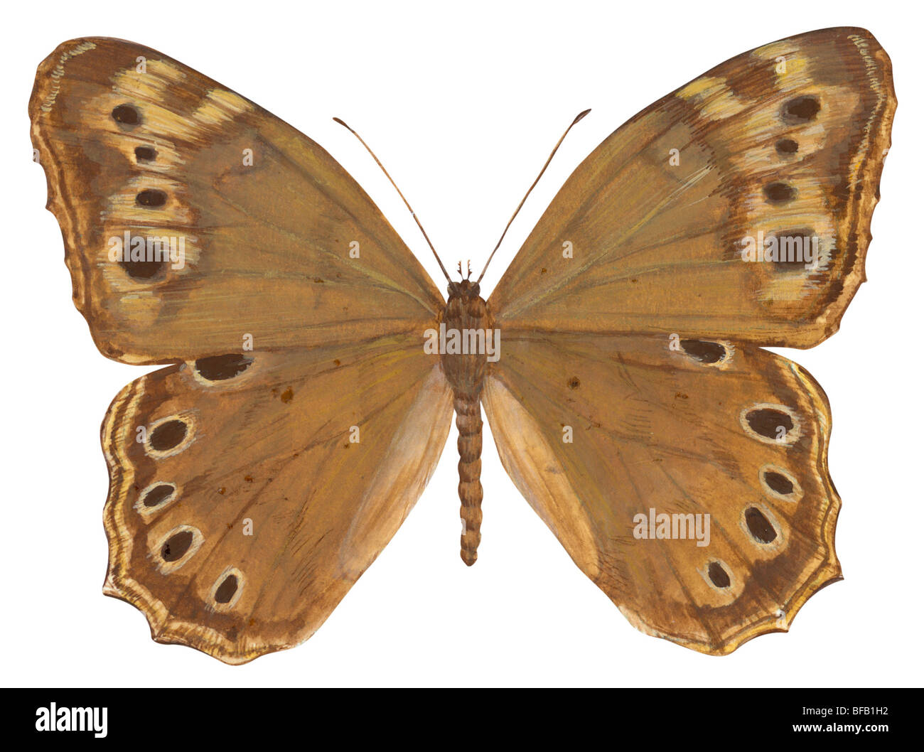 Perlacea-eye butterfly Foto Stock