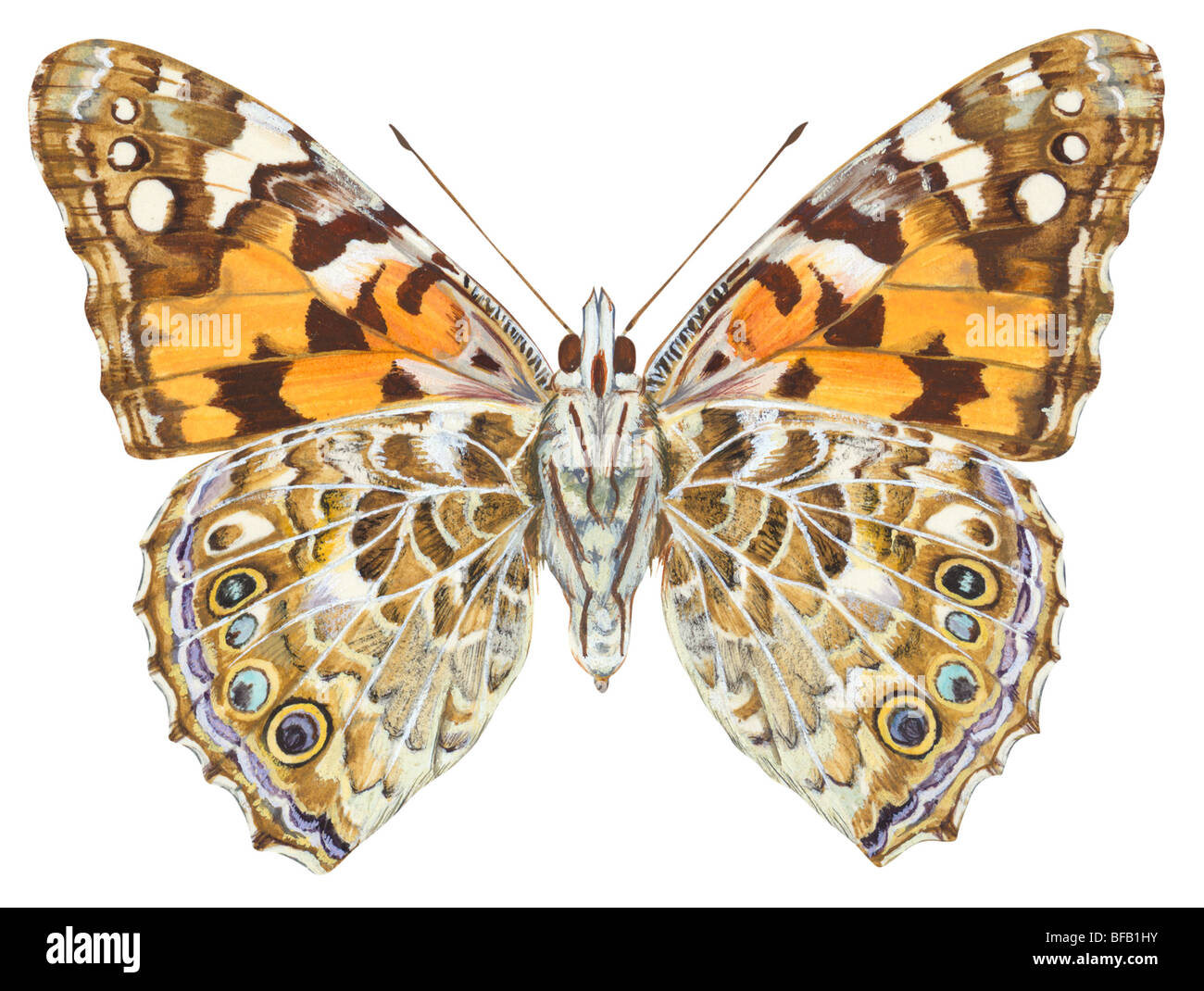 Dipinto di lady butterfly (Vanessa virginiensis). Foto Stock