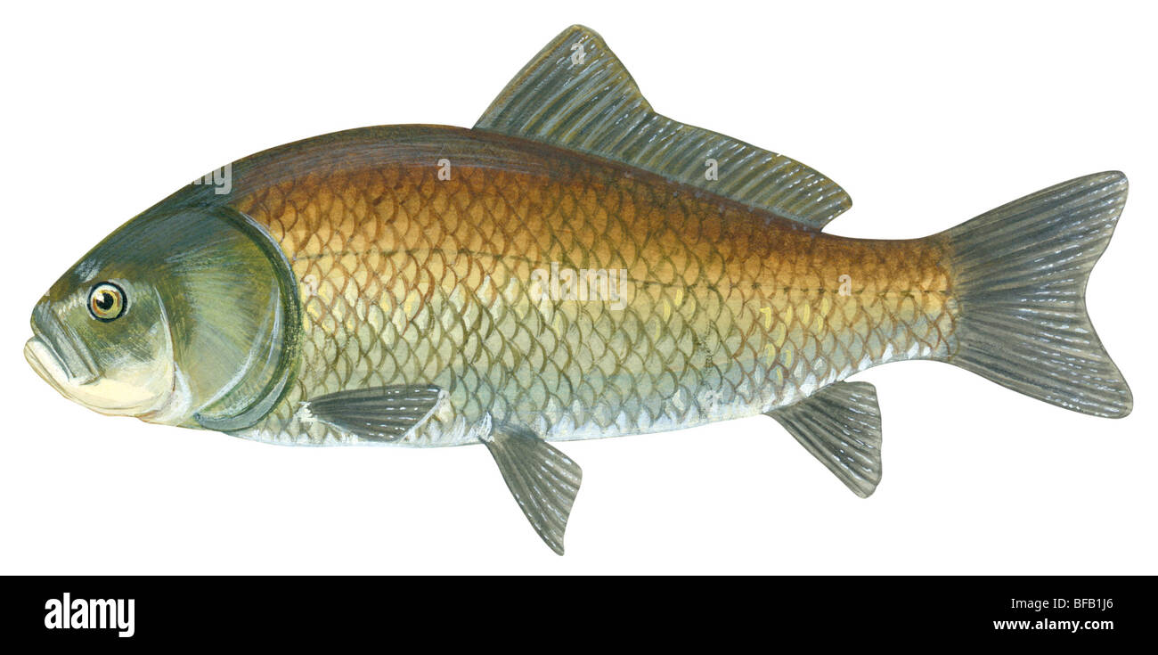 Pesce di Buffalo Foto Stock