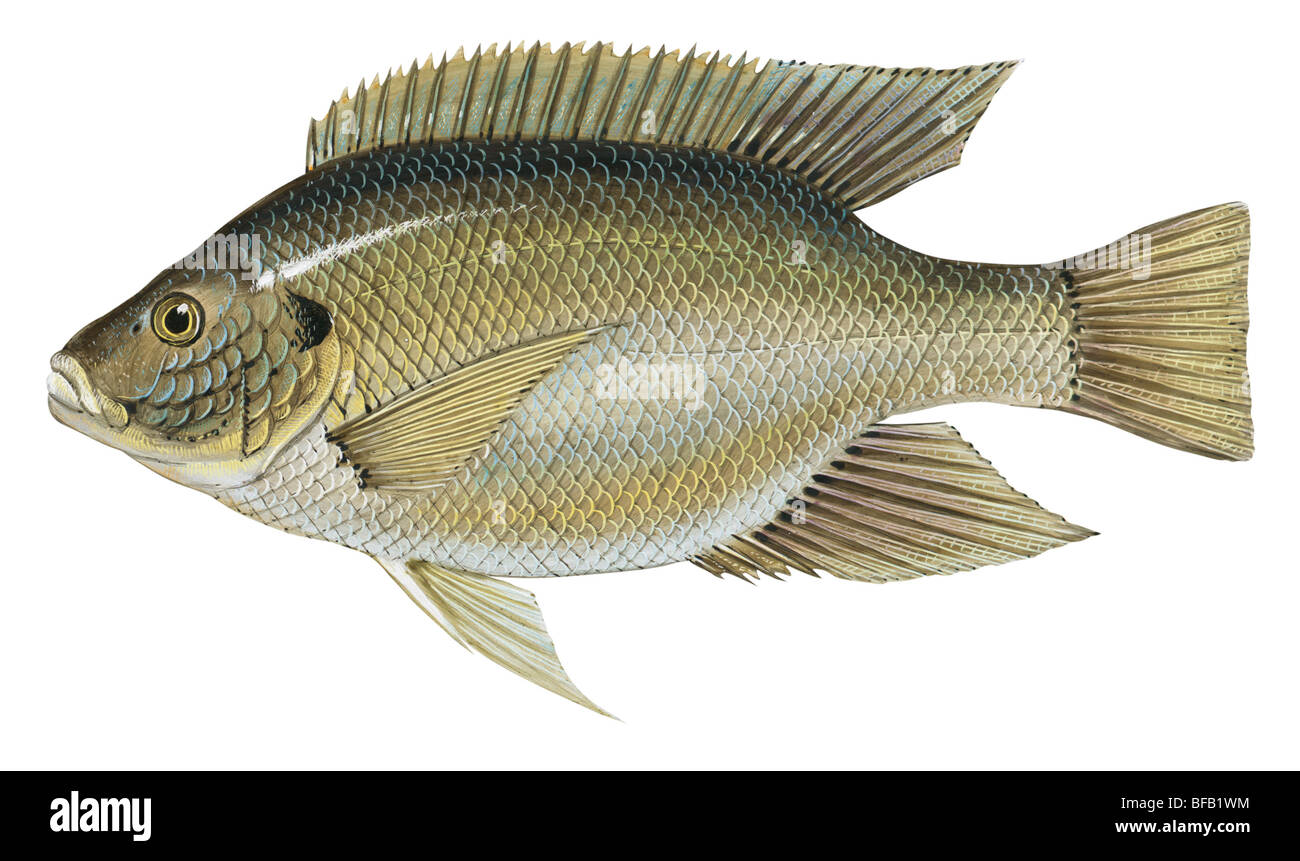Tilapia Foto Stock