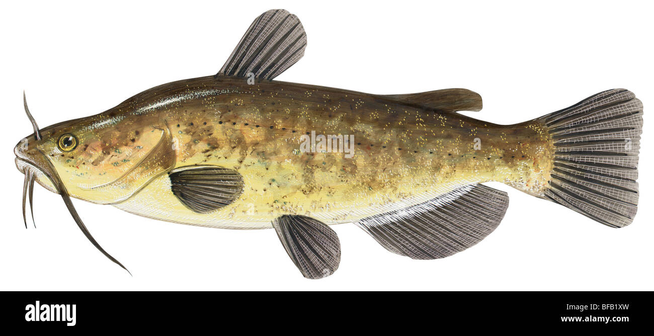 Scazzone marrone Foto Stock