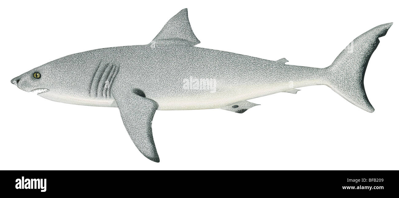 Il grande squalo bianco Foto Stock