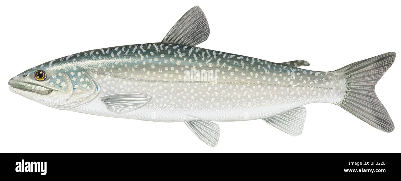 Trota di lago Foto Stock