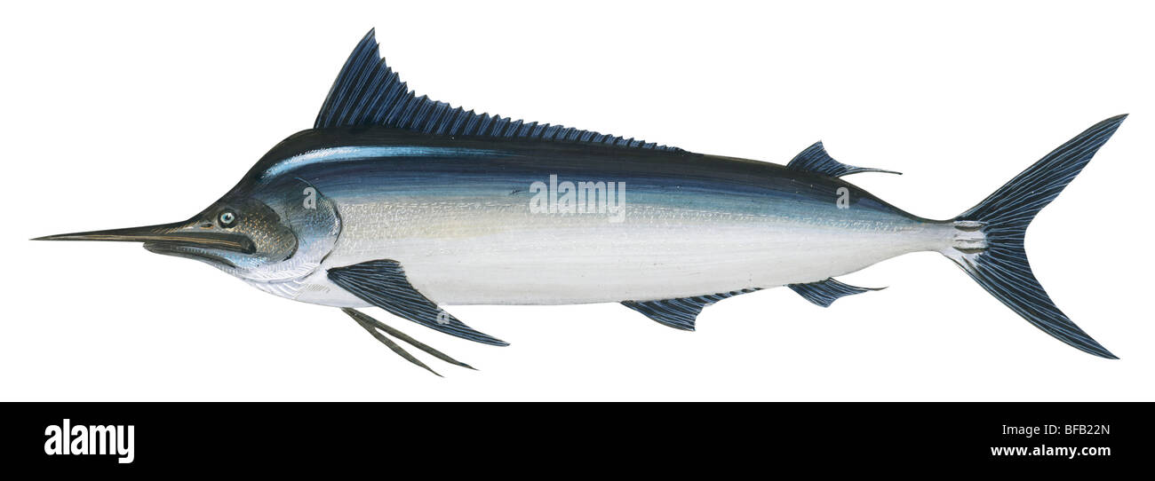 Marlin nero Foto Stock