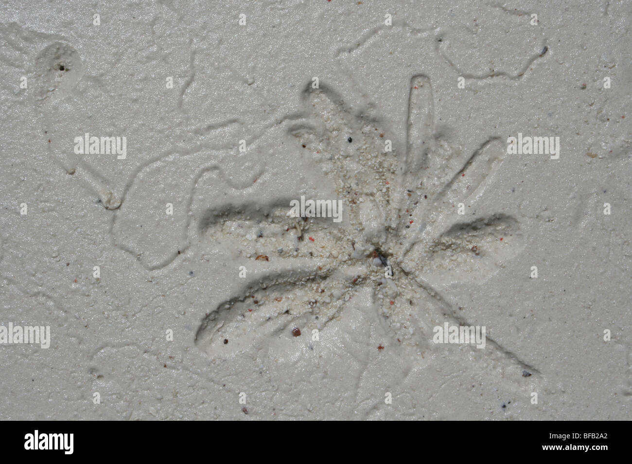 Modello prodotto da Marine Worm a bassa marea sulla spiaggia di Jambiani, Zanzibar Foto Stock