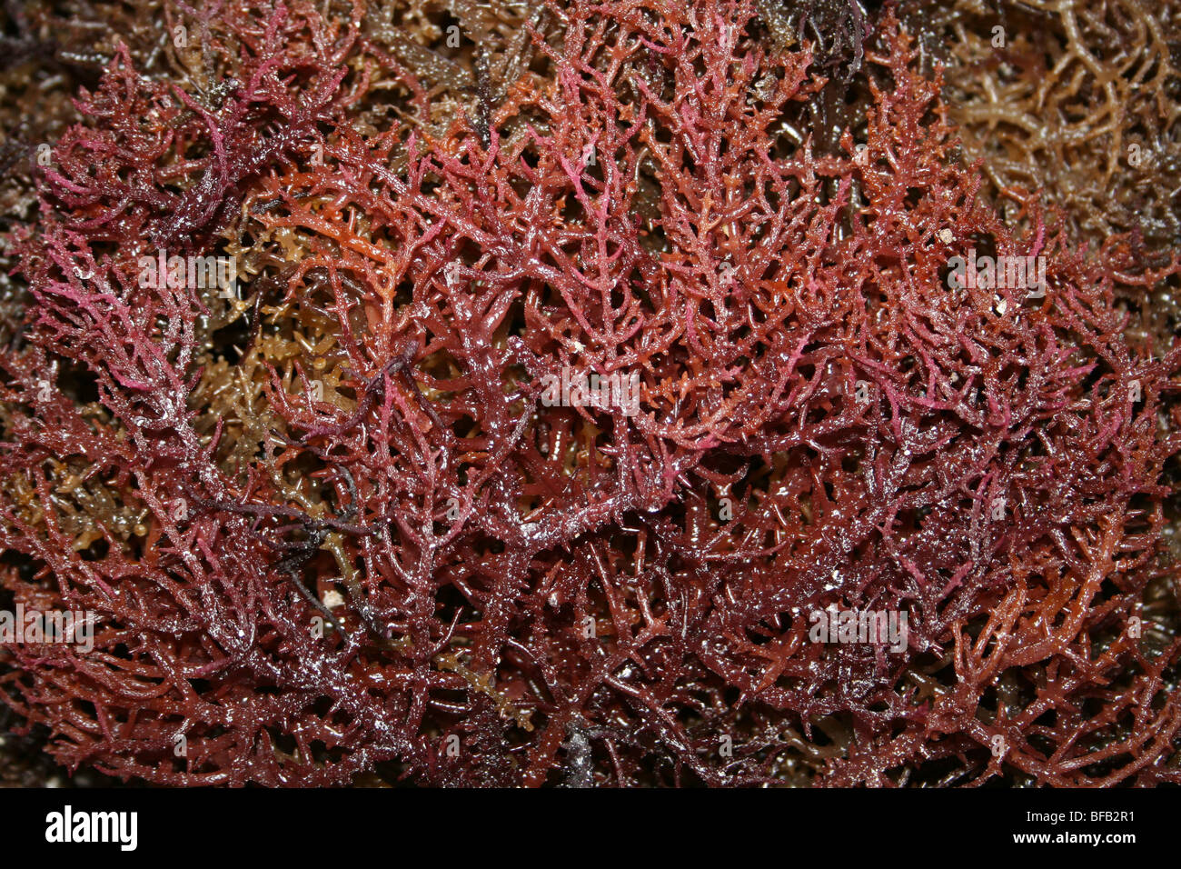 Le alghe Eucheuma spinosum essiccamento sulla spiaggia di Jambiani, Zanzibar Foto Stock