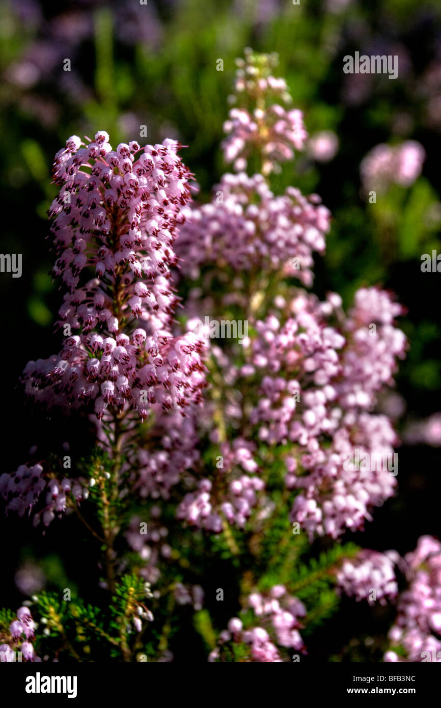 Heather in Bloom, Mallorca Foto Stock