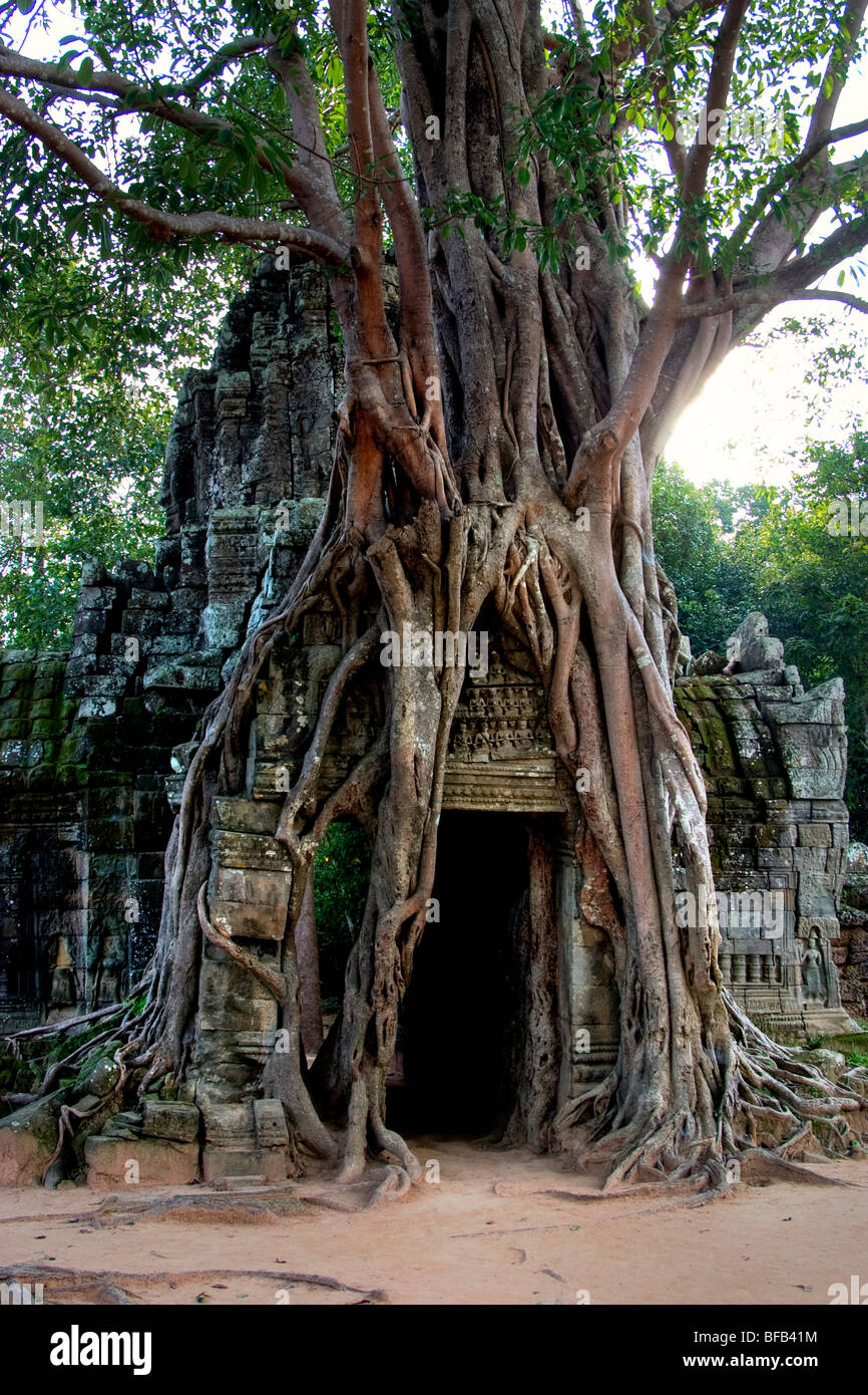 Passaggio ricoperta a Ta Som, tempio di Angkor Wat, Siem Reap, Cambogia Foto Stock