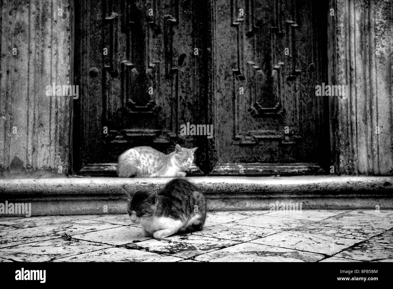 I gatti randagi sat sui gradini della cattedrale dell Assunzione della Vergine (Velika Gospa), Dubrovnik, Croazia Foto Stock