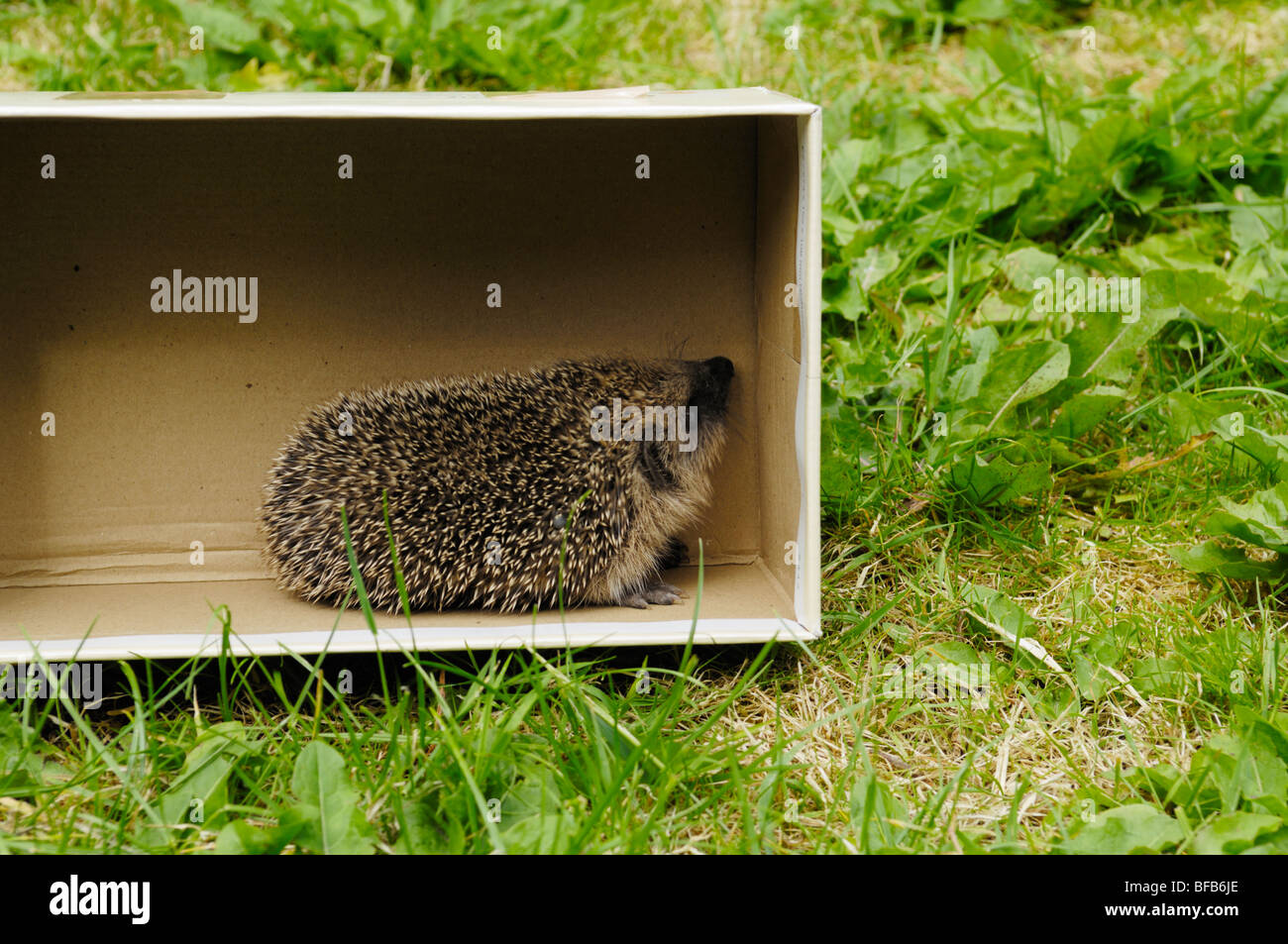 Un Riccio europeo si trova in una scatola di scarpe in un giardino in Inghilterra. Foto Stock