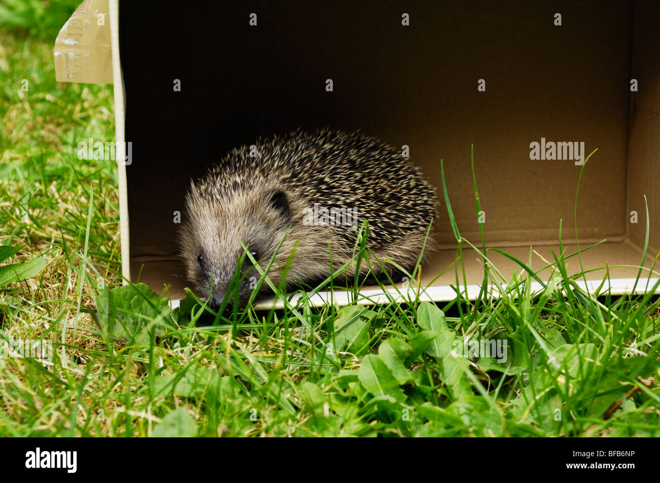 Un Riccio europeo si trova in una scatola di scarpe in un giardino in Inghilterra. Foto Stock
