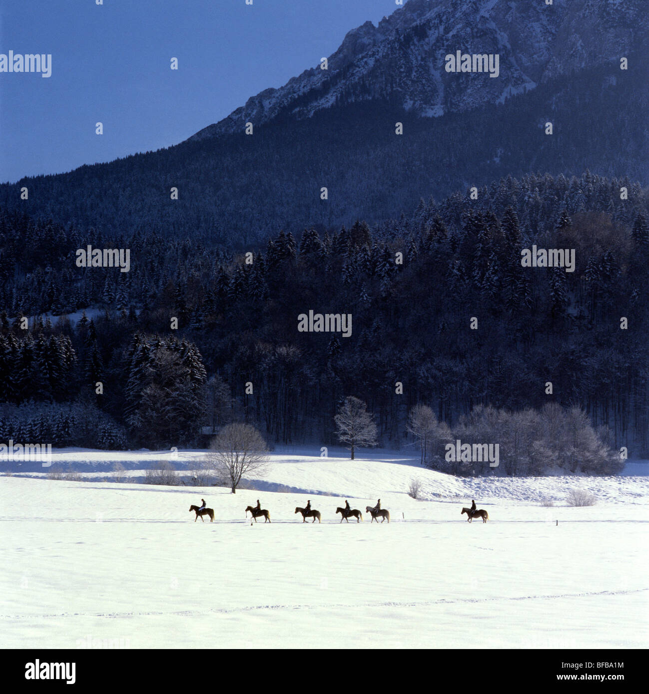 Vista in lontananza Haflinger e piloti a Ebbs Austria Foto Stock