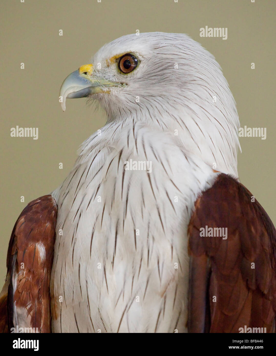 Bianco-pesce panciuto Eagle, Haliaeetus leucogaster, bianco-gonfiato aquila del mare, Lang Laut/Siput (Malesia) Foto Stock