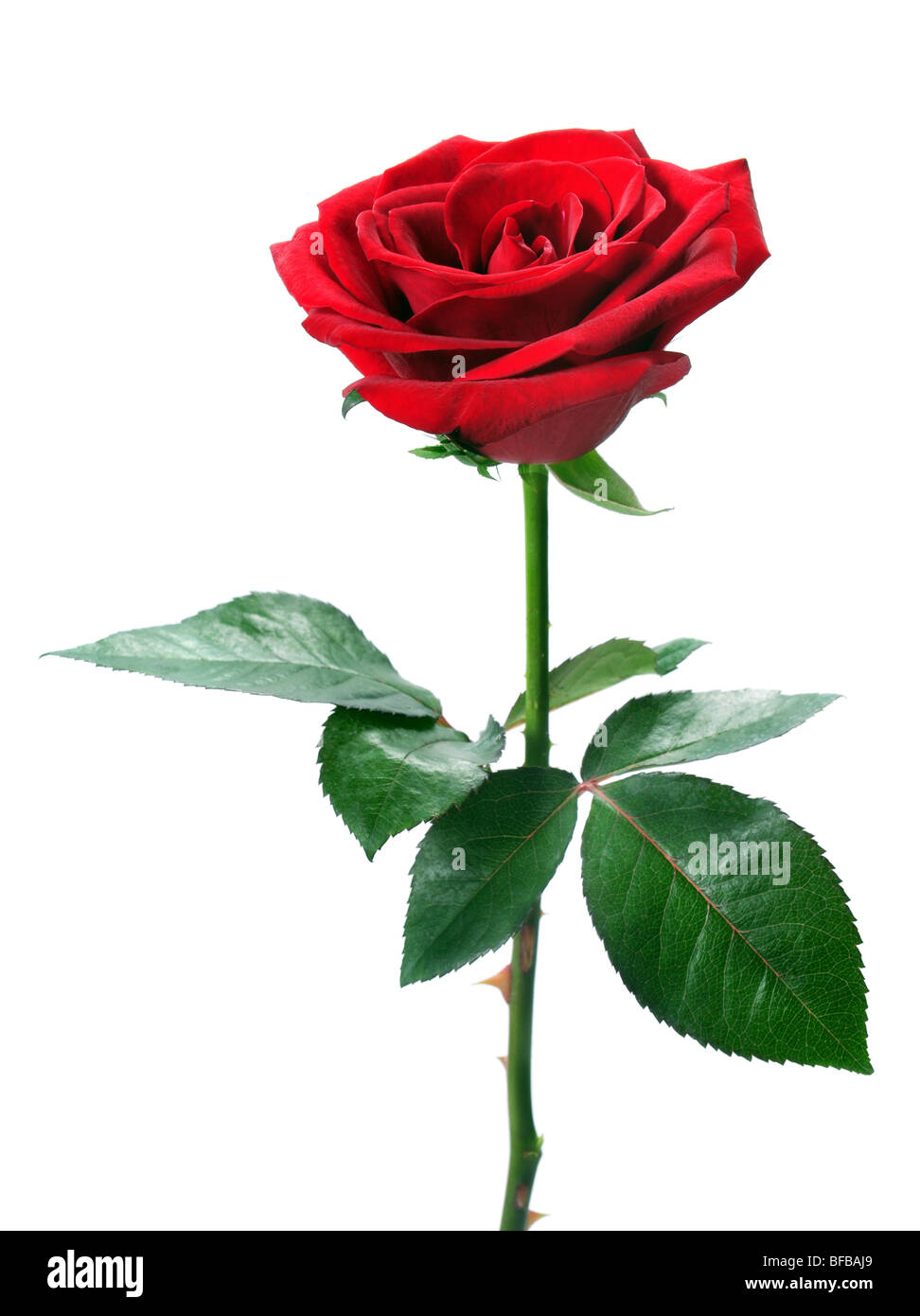 Red Rose isolati su sfondo bianco Foto Stock