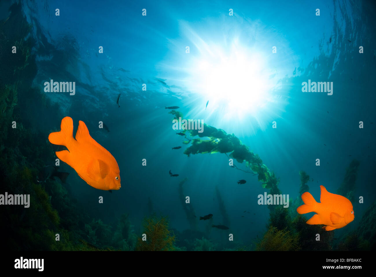 Due orange Garibaldi pesci nuotano sotto un sole raffica di luce in corrispondenza di un sito sottomarino lungo la costa del Pacifico. Foto Stock