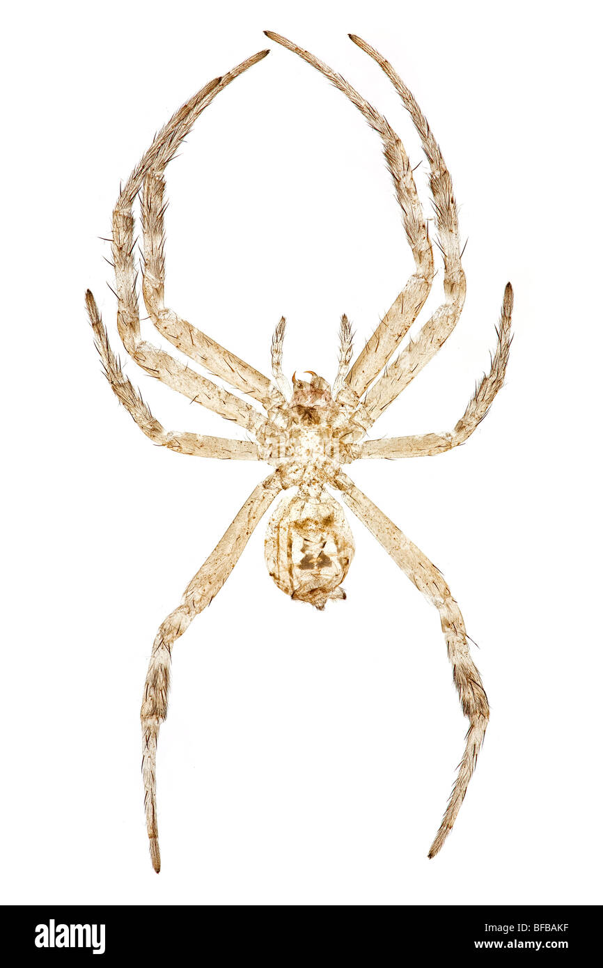 Argiope aetherea St Andrews Cross spider, fotomicrografia in campo chiaro Foto Stock