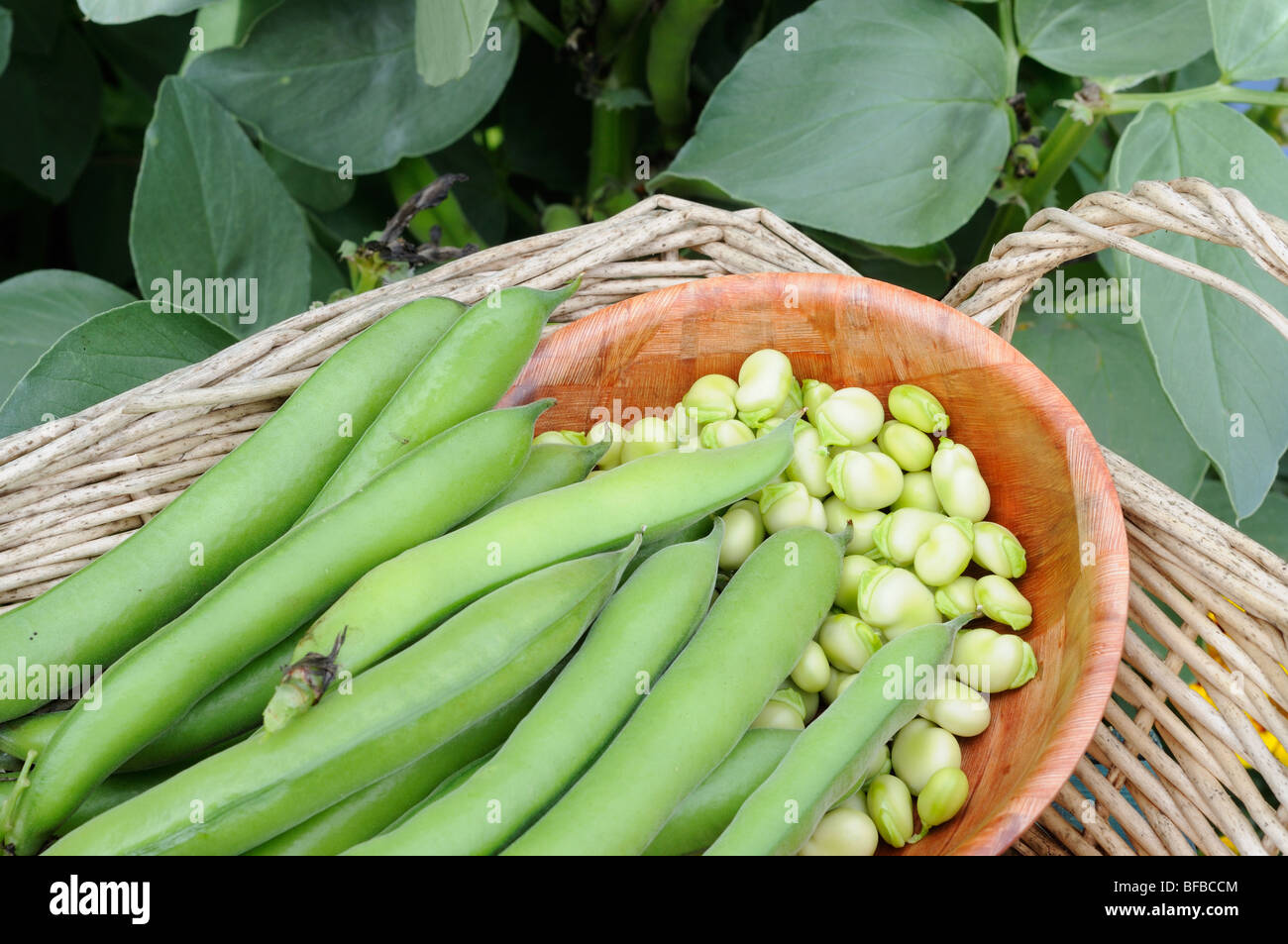 Cresciuto in casa Fave, "express" nel cestino con fave sgusciate, Norfolk, Regno Unito, giugno Foto Stock