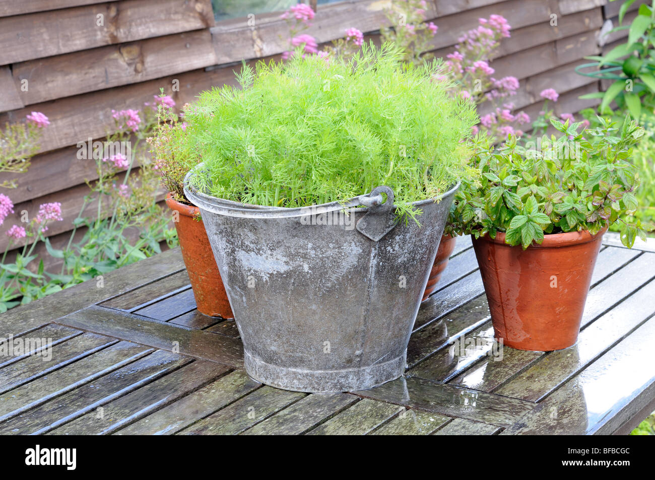 Contenitore erbe, aneto piantato nel vecchio gavanised cucchiaio sul tavolo del patio, UK, Luglio Foto Stock