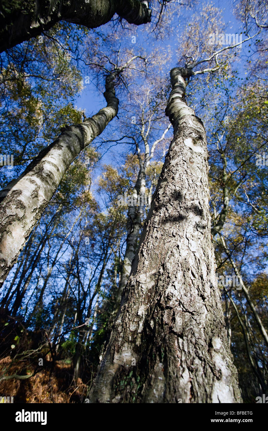 Argento betulla bagnata nel tardo autunno del sole Foto Stock